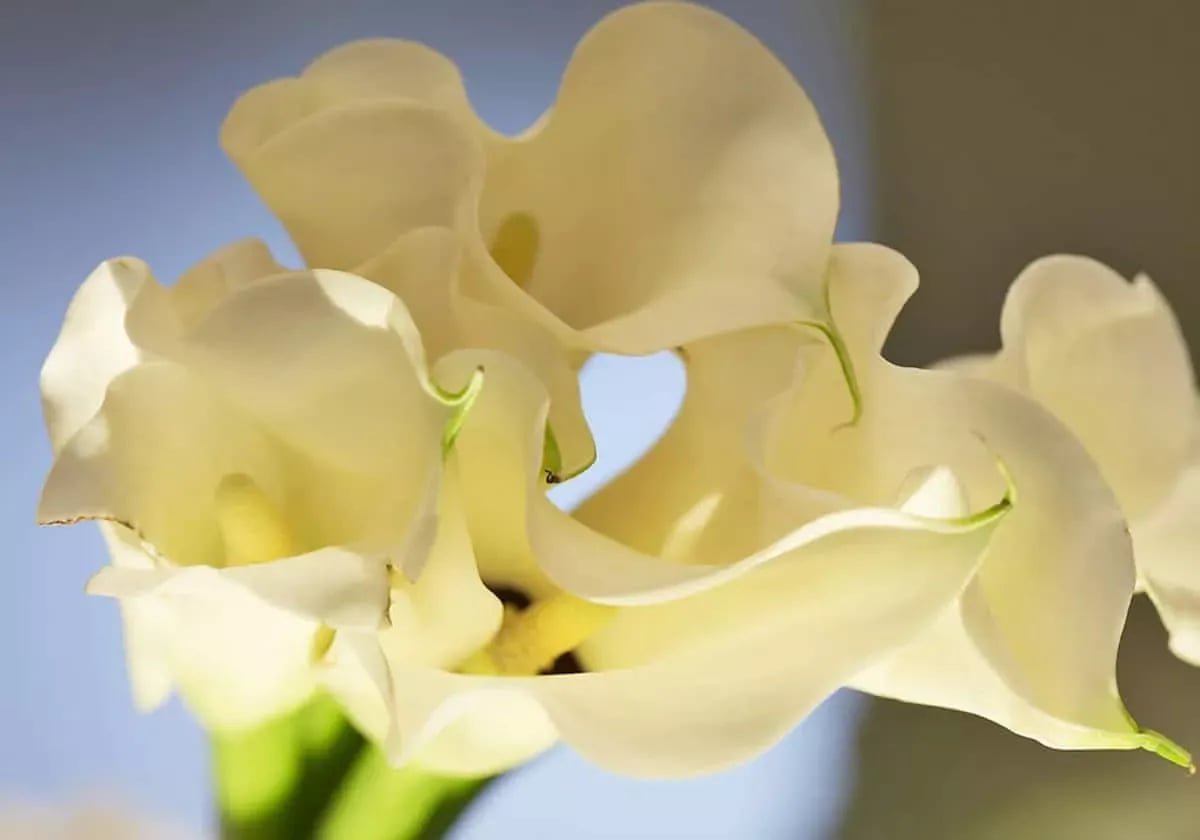 Armani/Fiori